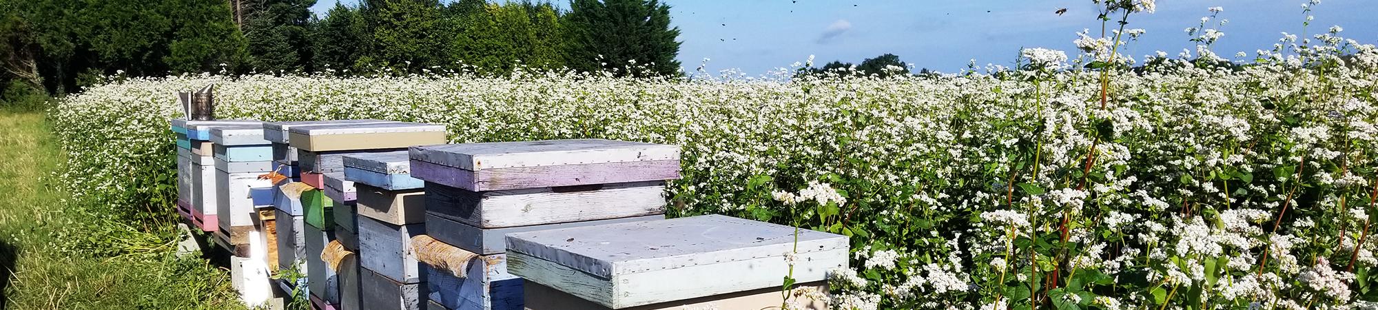 Fleur de Ciel Cancale