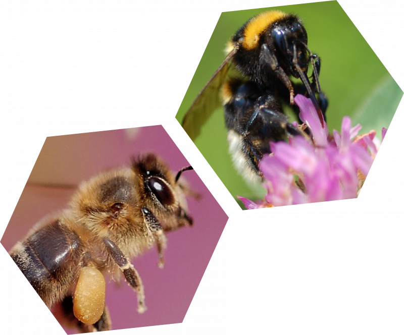 Les ouvrières rôle Fleur de Ciel