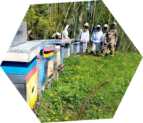 Stage apiculture Fleur de Ciel